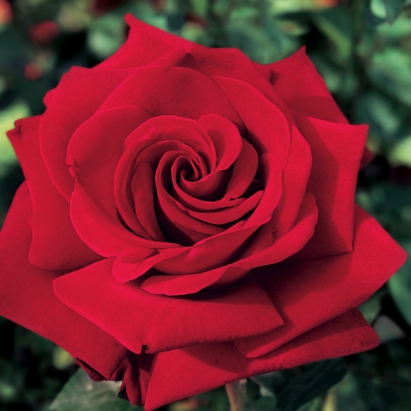 Meet your Posher, Pam - Picture 1 of 1